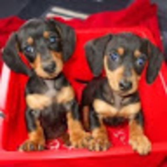 Meet your Posher, Camila - Picture 1 of 1